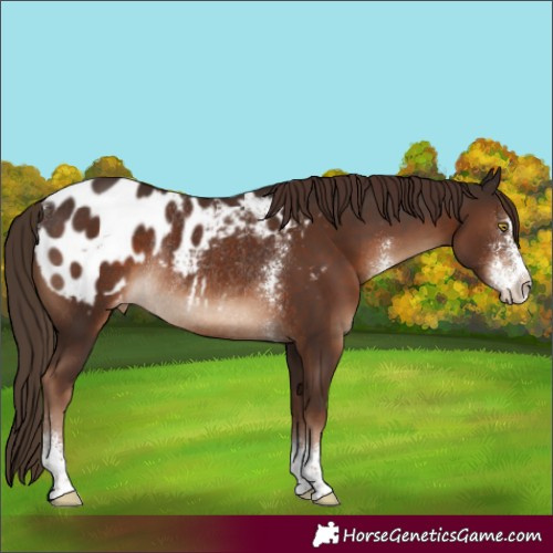 Horse Color:Liver Chestnut Sabino Blanket Rabicano