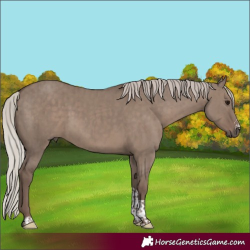 Horse Color:Silver Grullo Sabino Tobiano Rabicano Brindle