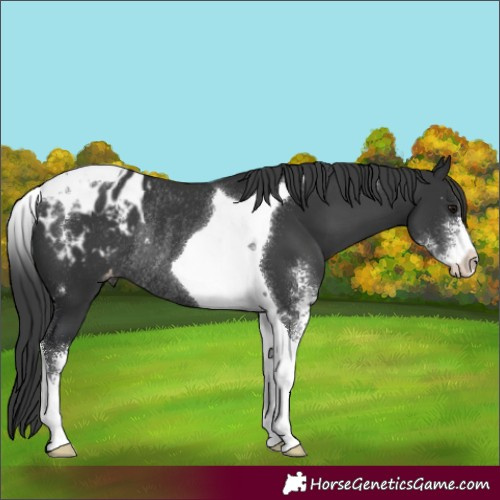 Horse Color:Black Sabino Tobiano Blanket Rabicano