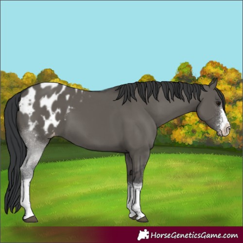 Horse Color:Grullo Sabino Tobiano Blanket 
