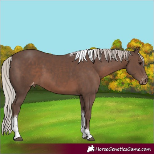 Horse Color:Silver Black Tobiano Varnish Rabicano