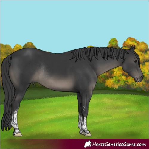 Horse Color:Black Sabino Tobiano Rabicano