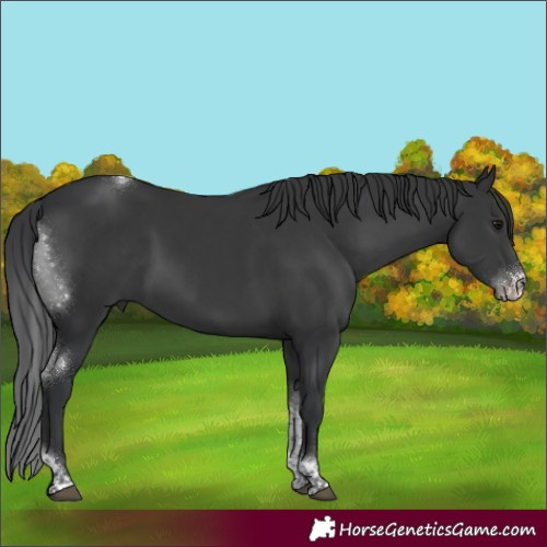 Horse Color:Black Sabino Tobiano 