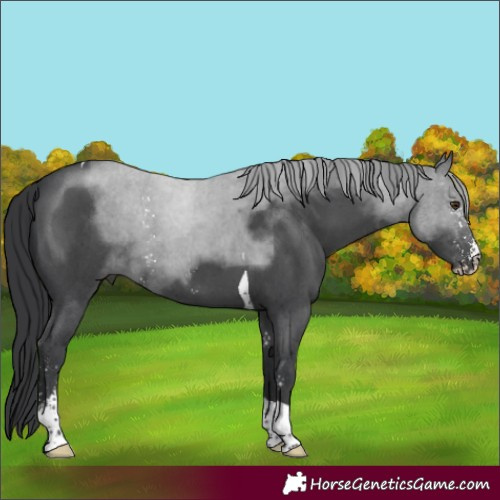 Horse Color:Black Sabino Tobiano 