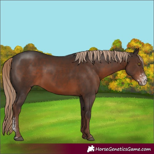 Horse Color:Liver Chestnut Sabino