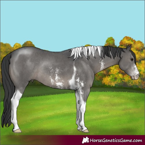 Horse Color:Black Sabino Tobiano Rabicano 