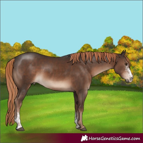 Horse Color:Liver Chestnut Sabino Rabicano