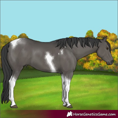 Horse Color:Black Tobiano