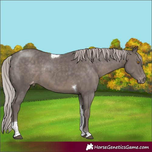 Horse Color:Silver Black Tobiano Varnish