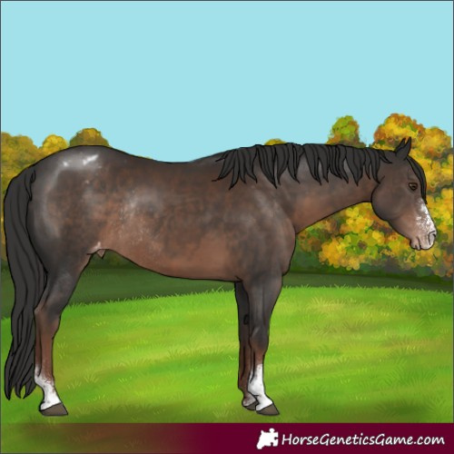 Horse Color:Liver Chestnut Sabino Varnish Rabicano