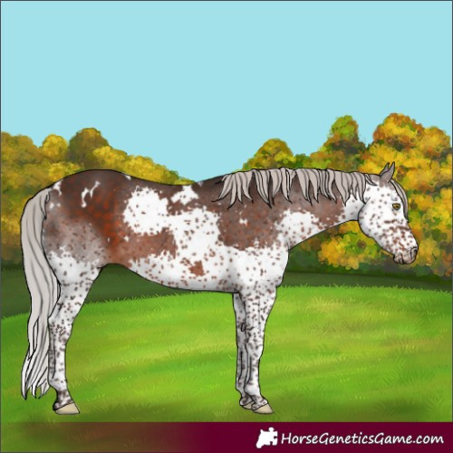 Horse Color:White Spotted Silver Brown Splash Tobiano 