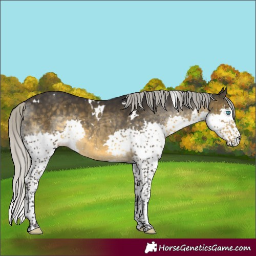 Horse Color:White Spotted Silver Buckskin Splash 
