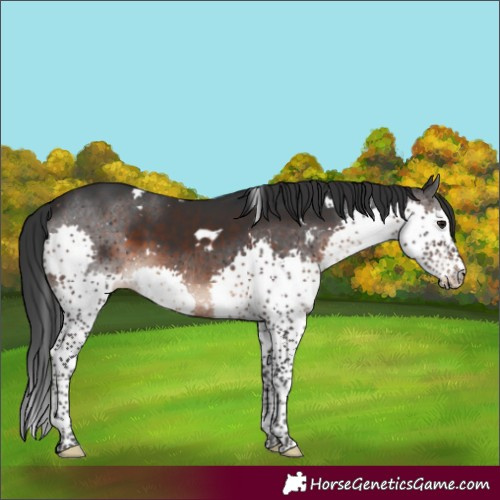 Horse Color:White Spotted Brown Splash 