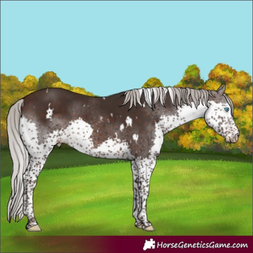Horse Color:White Spotted Silver Brown Splash Tobiano