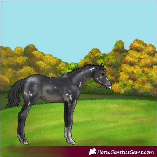Horse Color:White Spotted Black Tobiano 