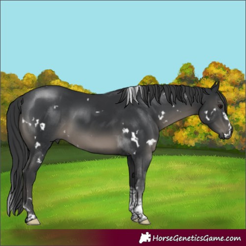 Horse Color:White Spotted Black Tobiano