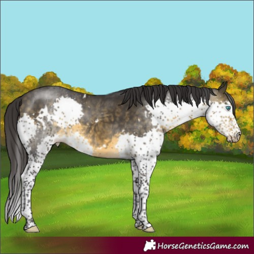 Horse Color:White Spotted Buckskin Splash 