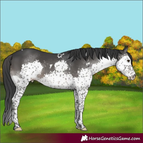 Horse Color:White Spotted Black Splash 
