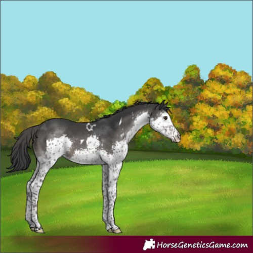 Horse Color:White Spotted Black Splash