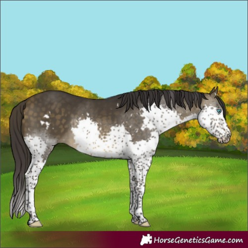 Horse Color:White Spotted Buckskin Splash 