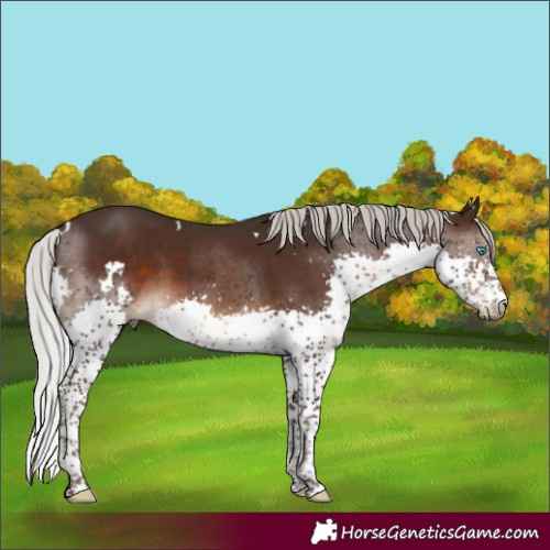 Horse Color:White Spotted Silver Brown Splash 