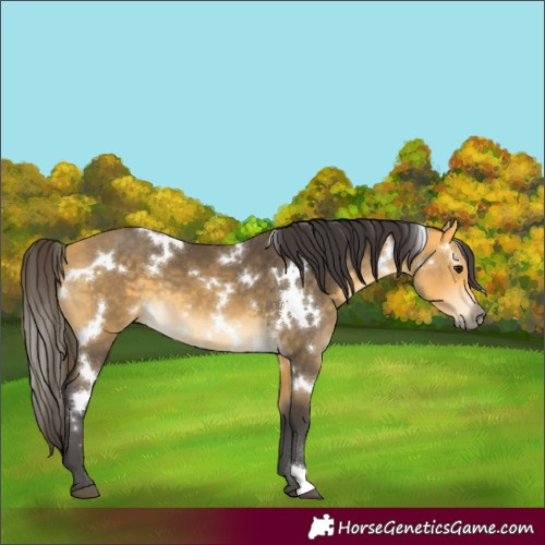 Horse Color:White Spotted Buckskin