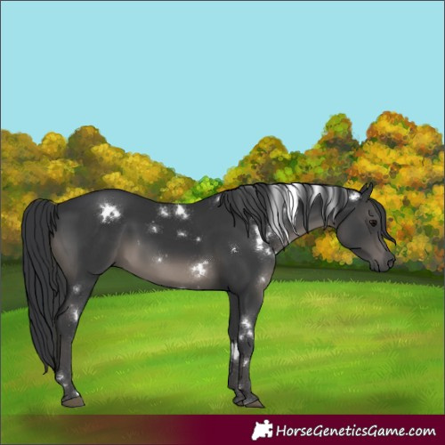 Horse Color:White Spotted Black