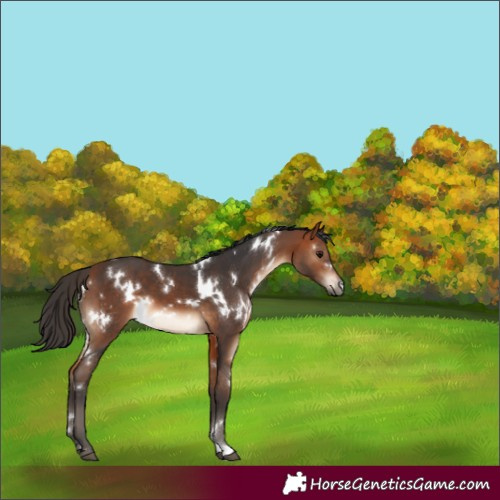 Horse Color:White Spotted Bay