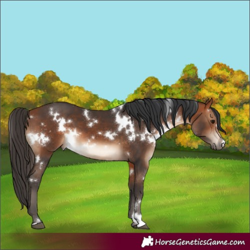 Horse Color:White Spotted Bay 