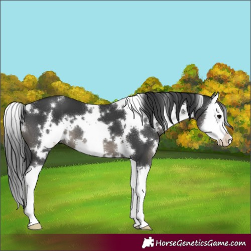 Horse Color:White Spotted Black Splash 