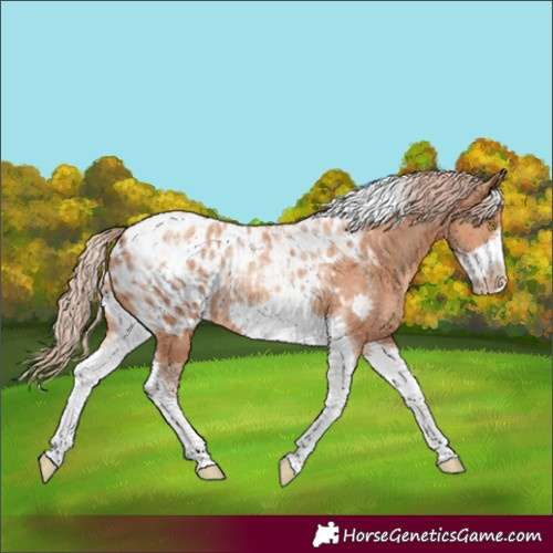 Horse Color:Powder White Gold Champagne Tobiano Frame Blanket Rabicano 