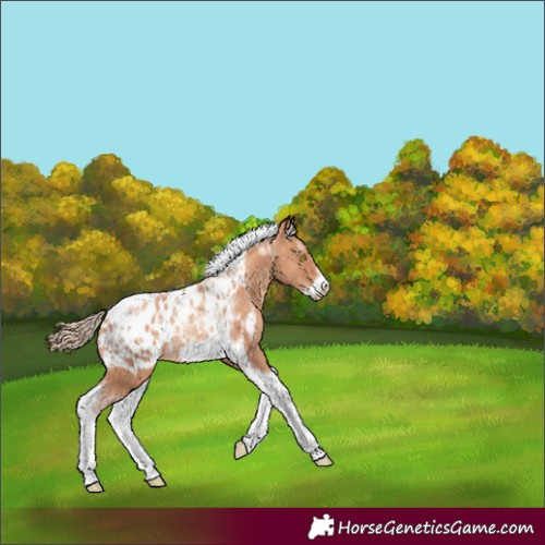 Horse Color:Powder White Gold Champagne Tobiano Frame Appaloosa Rabicano