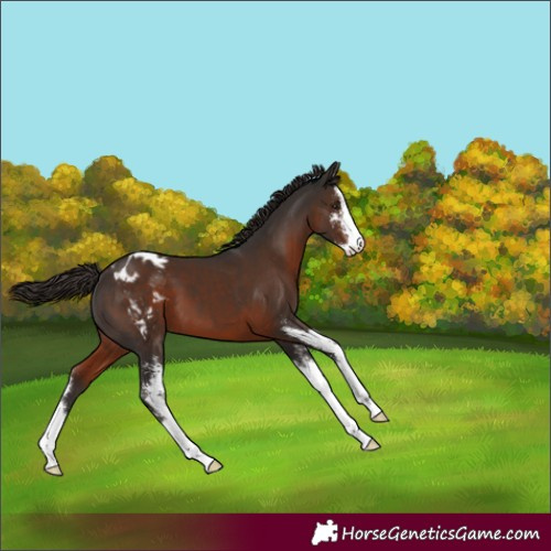 Horse Color:Liver Chestnut Sabino Appaloosa