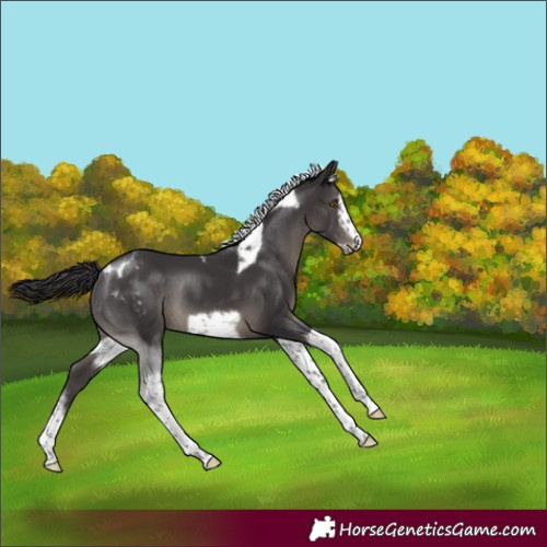 Horse Color:Smoky Black Sabino Tobiano Frame Appaloosa Rabicano 