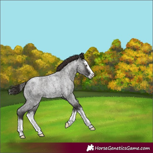 Horse Color:Liver Red Roan Splash