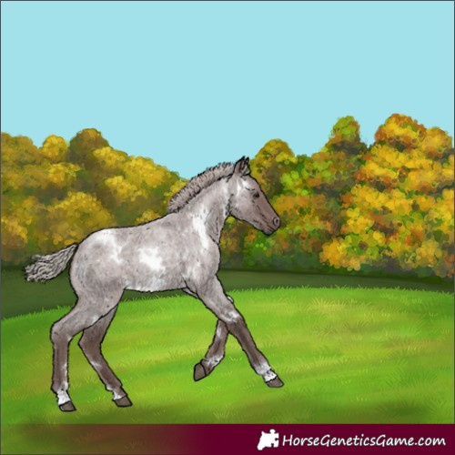 Horse Color:White Spotted Chocolate Silver Blue Roan 