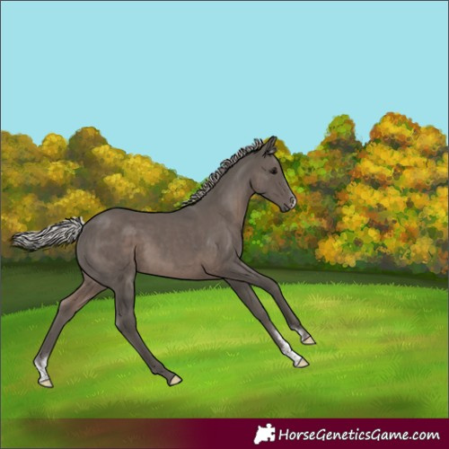 Horse Color:Silver Black Sabino