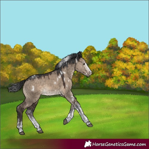 Horse Color:White Spotted Brown Dun 