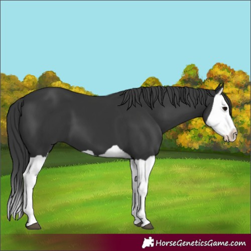 Horse Color:Black Splash