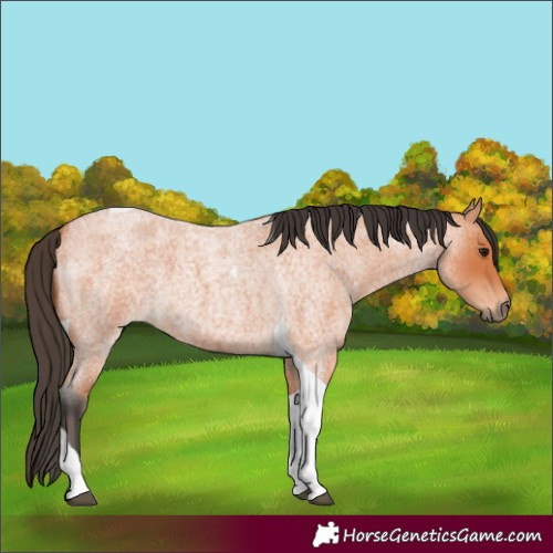 Horse Color:Bay Roan Tobiano