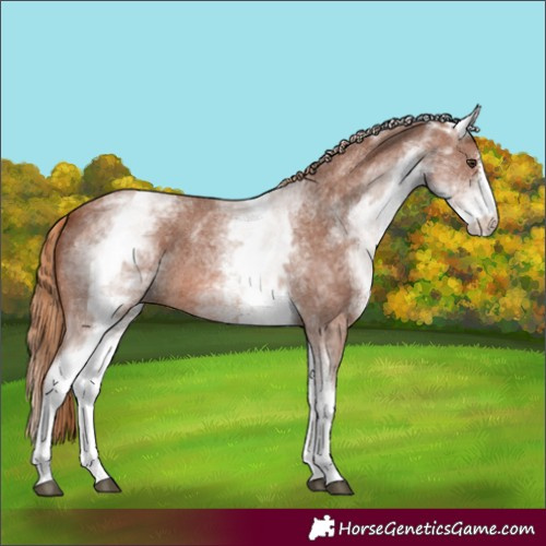 Horse Color:White Spotted Chestnut Sabino 