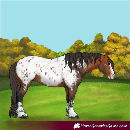 Horse Color:Bay Splash Tobiano Appaloosa  and Bay Splash Tobiano Appaloosa 