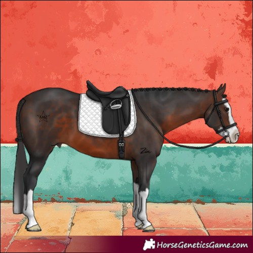 Horse Color:Brown Splash