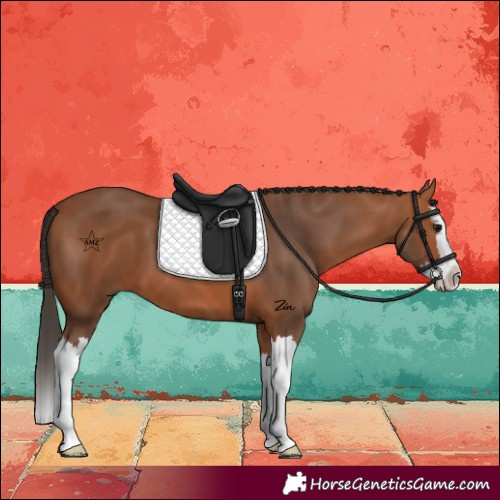 Horse Color:Bay Splash 