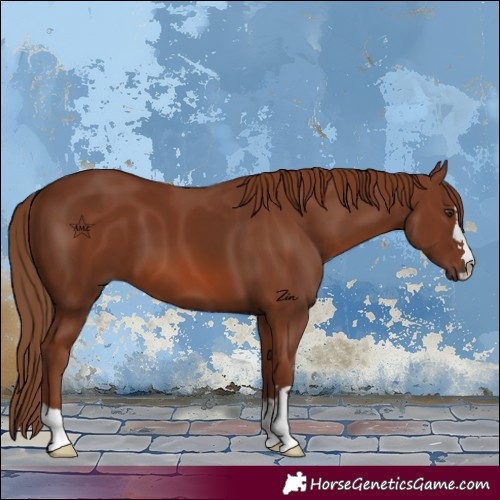 Horse Color:Chestnut 
