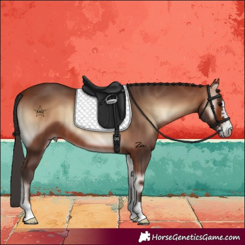 Horse Color:Bay Onyx 