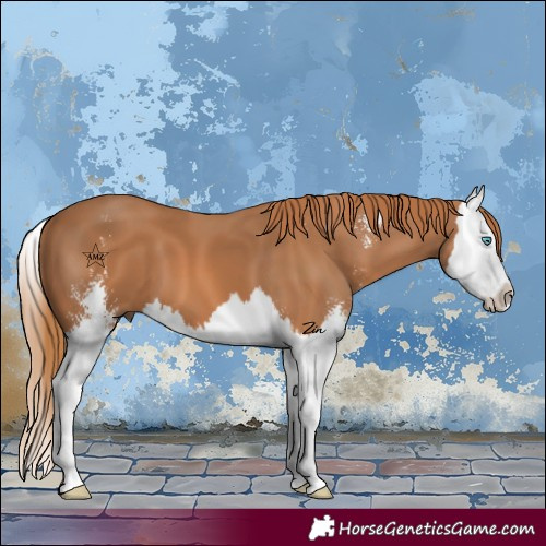 Horse Color:Chestnut Sabino Splash