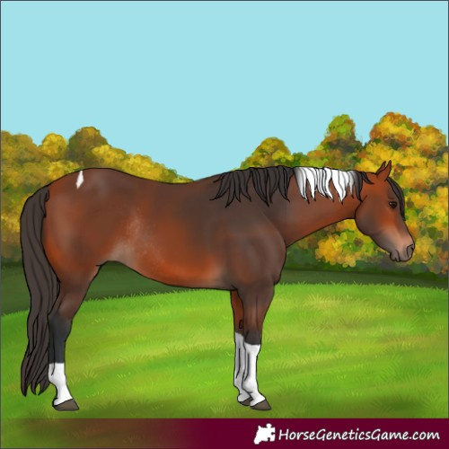 Horse Color:Bay Tobiano Rabicano