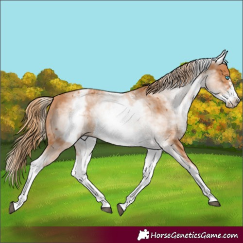 Horse Color:White Spotted Chestnut Frame