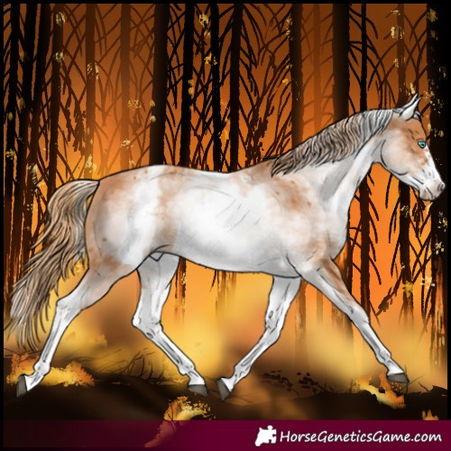 Horse Color:White Spotted Chestnut Frame 
